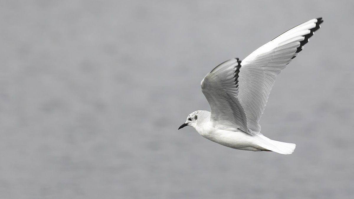 Bonaparte's Gull - ML317824381