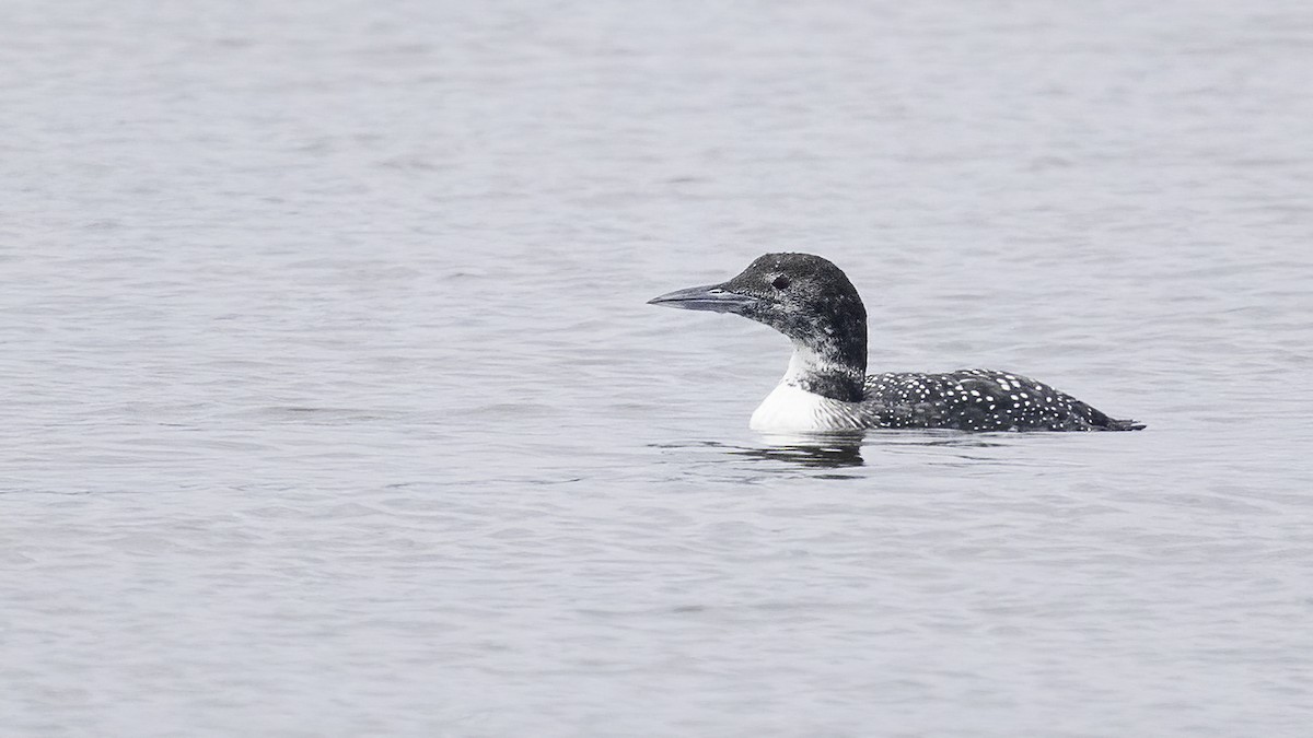 Common Loon - ML317824491