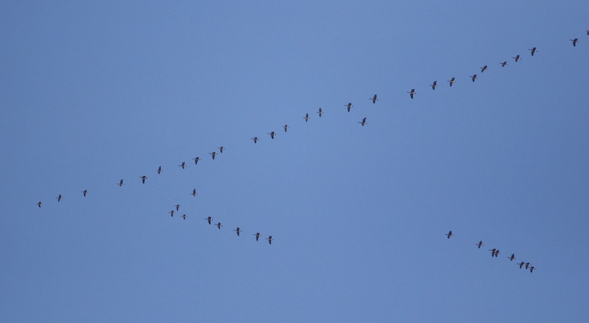 Cackling Goose (Richardson's) - ML317824741