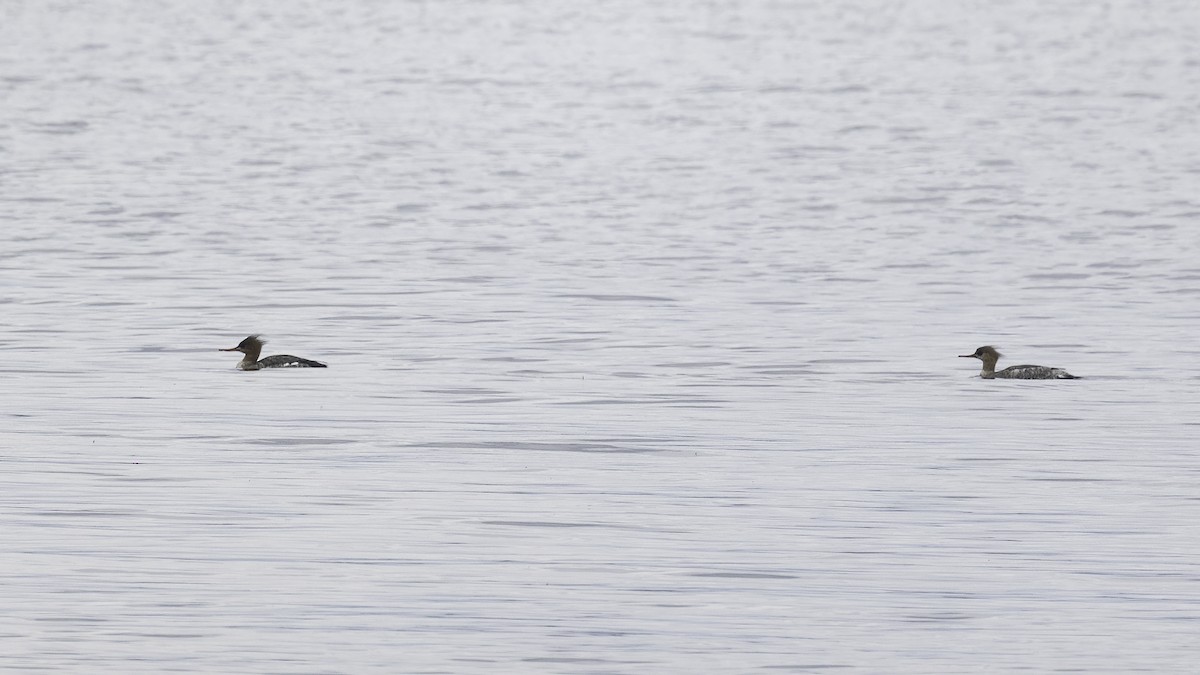 Red-breasted Merganser - ML317824801