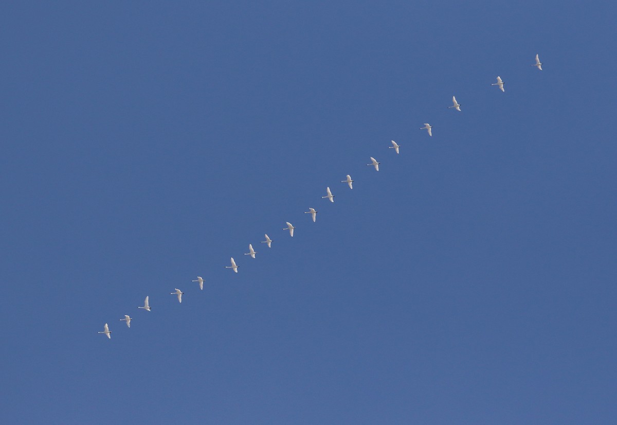 Tundra Swan (Whistling) - ML317825501