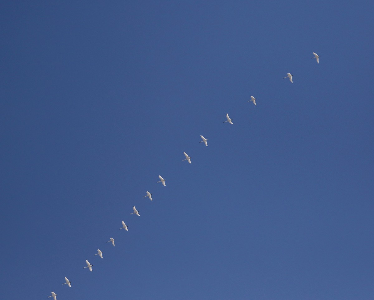 Tundra Swan (Whistling) - ML317825531