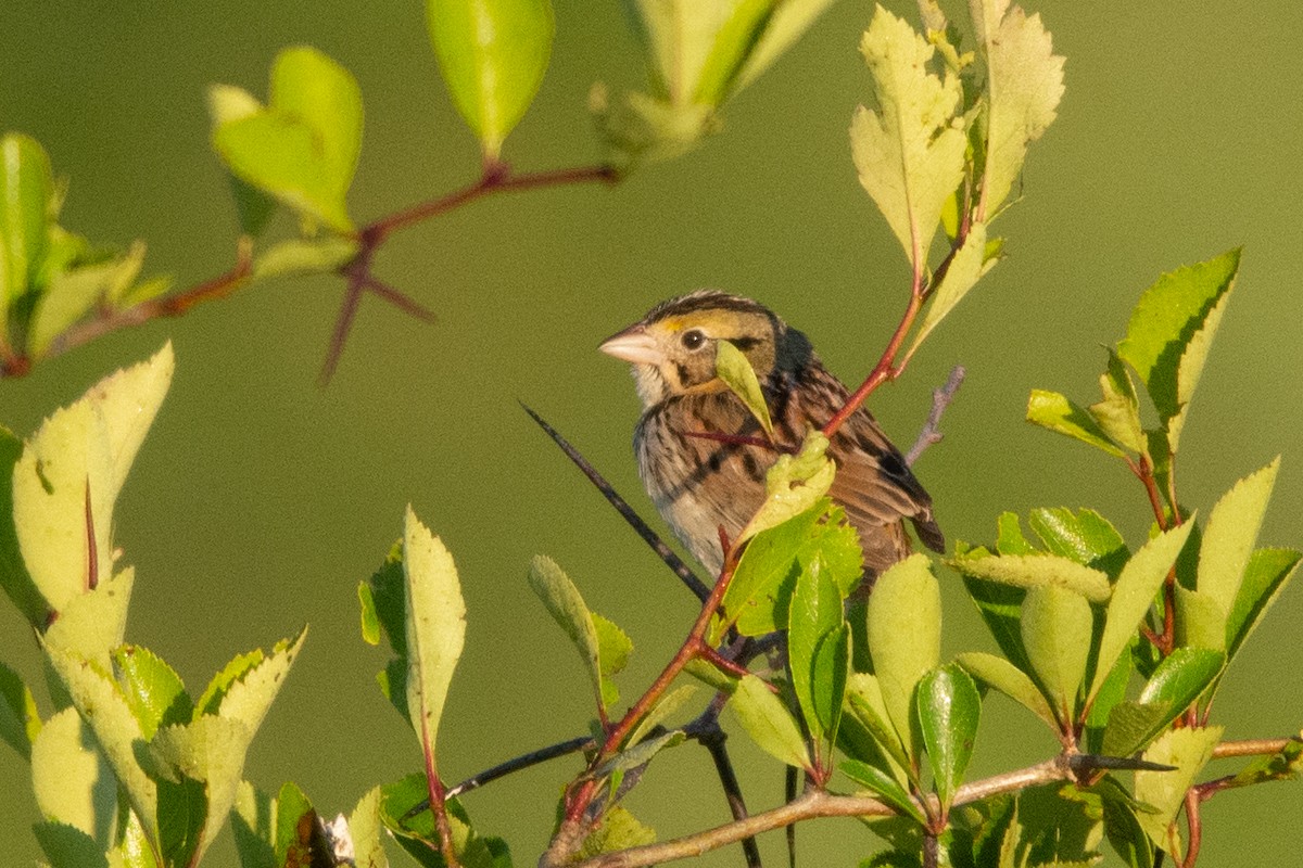 Henslow's Sparrow - ML317826381