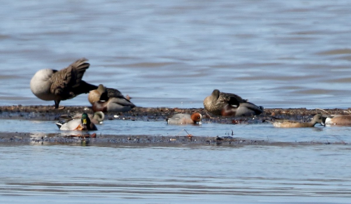 Eurasian Wigeon - ML317827471