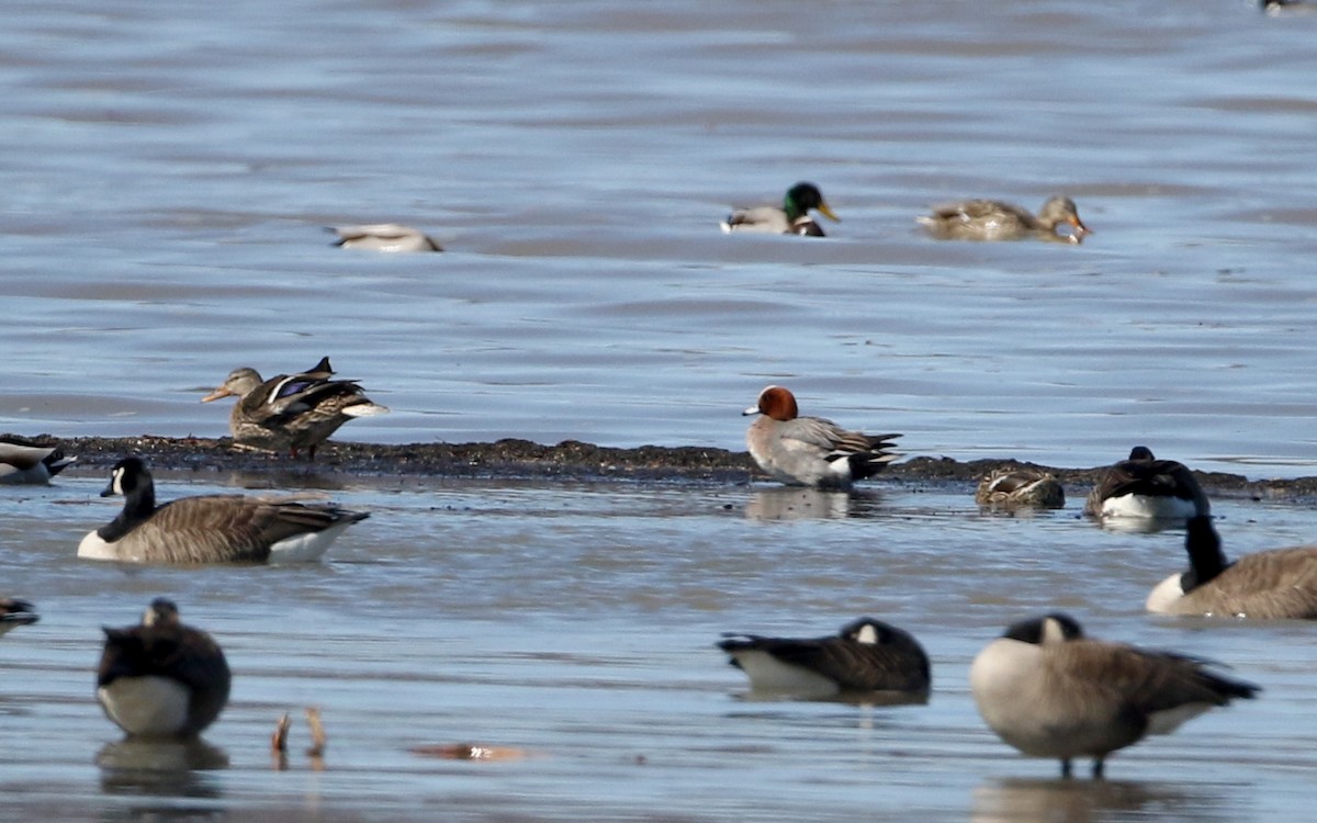 Eurasian Wigeon - ML317827501