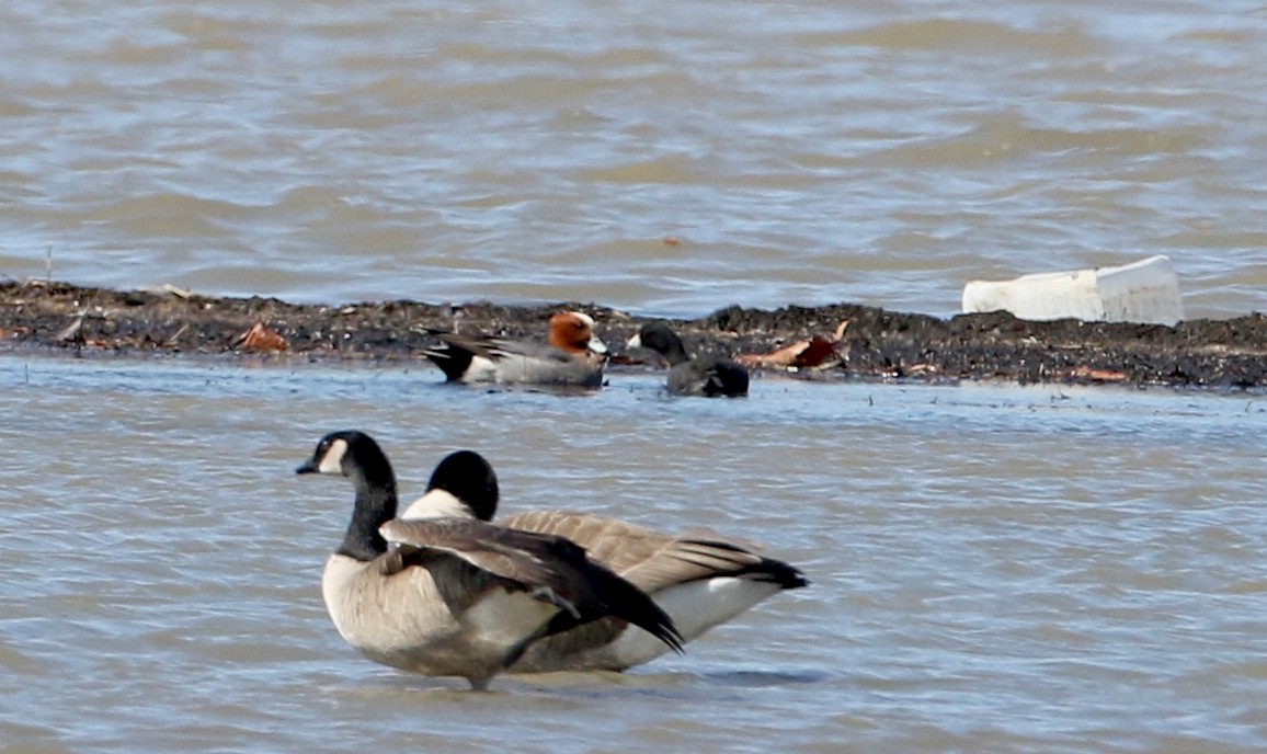 Eurasian Wigeon - ML317827611