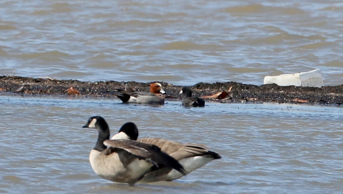 Eurasian Wigeon - ML317827621