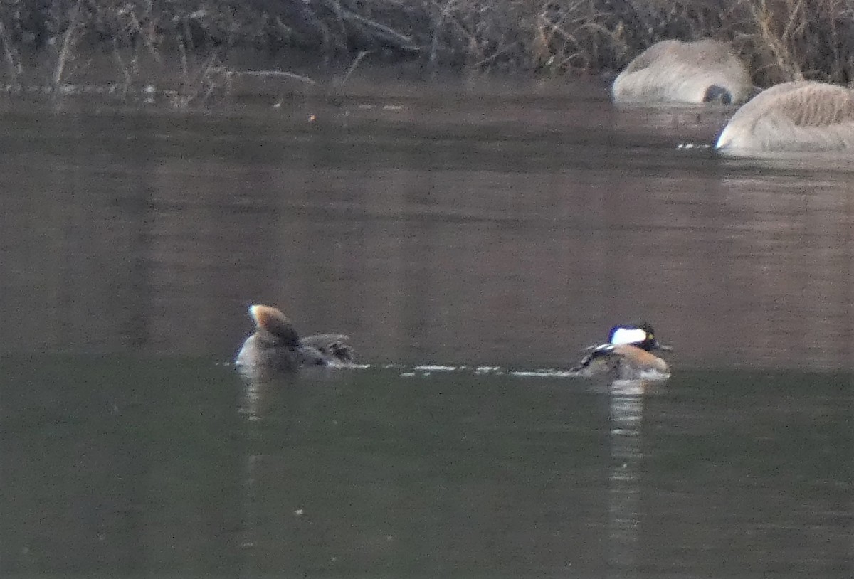 Hooded Merganser - ML317828791