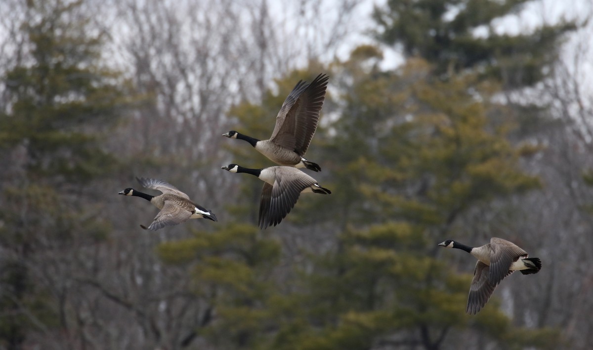 Canada Goose - ML317829991