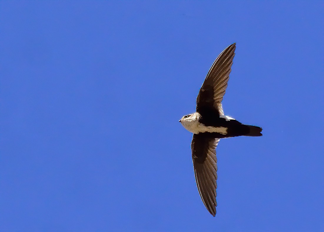 White-throated Swift - ML317831271