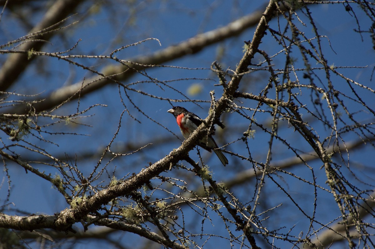 Rose-breasted Grosbeak - ML31783161