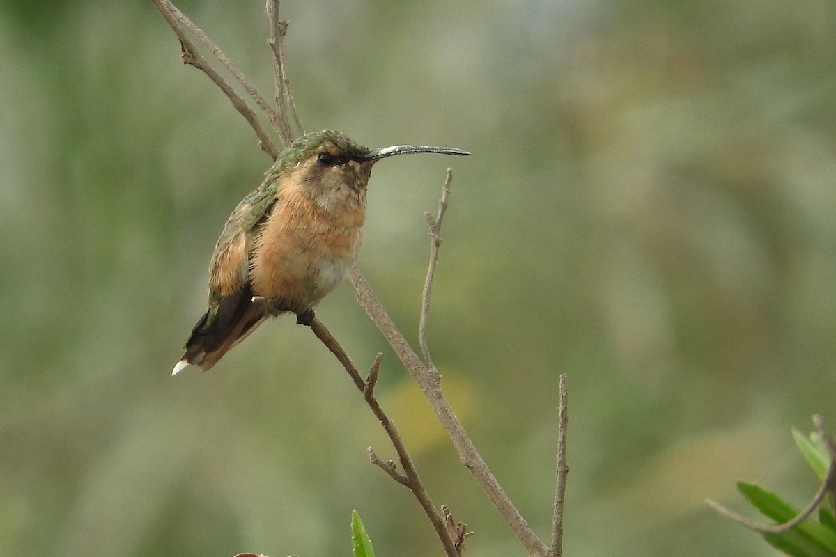 Colibrí Luminoso - ML317832611