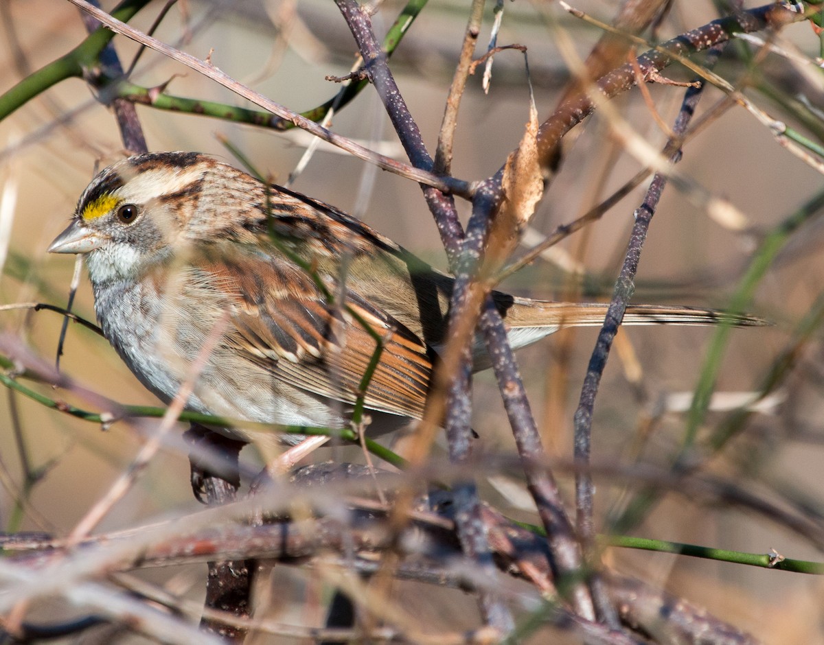 White-throated Sparrow - ML317832901