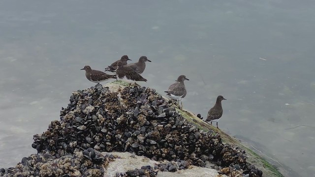 Surfbird - ML317833361