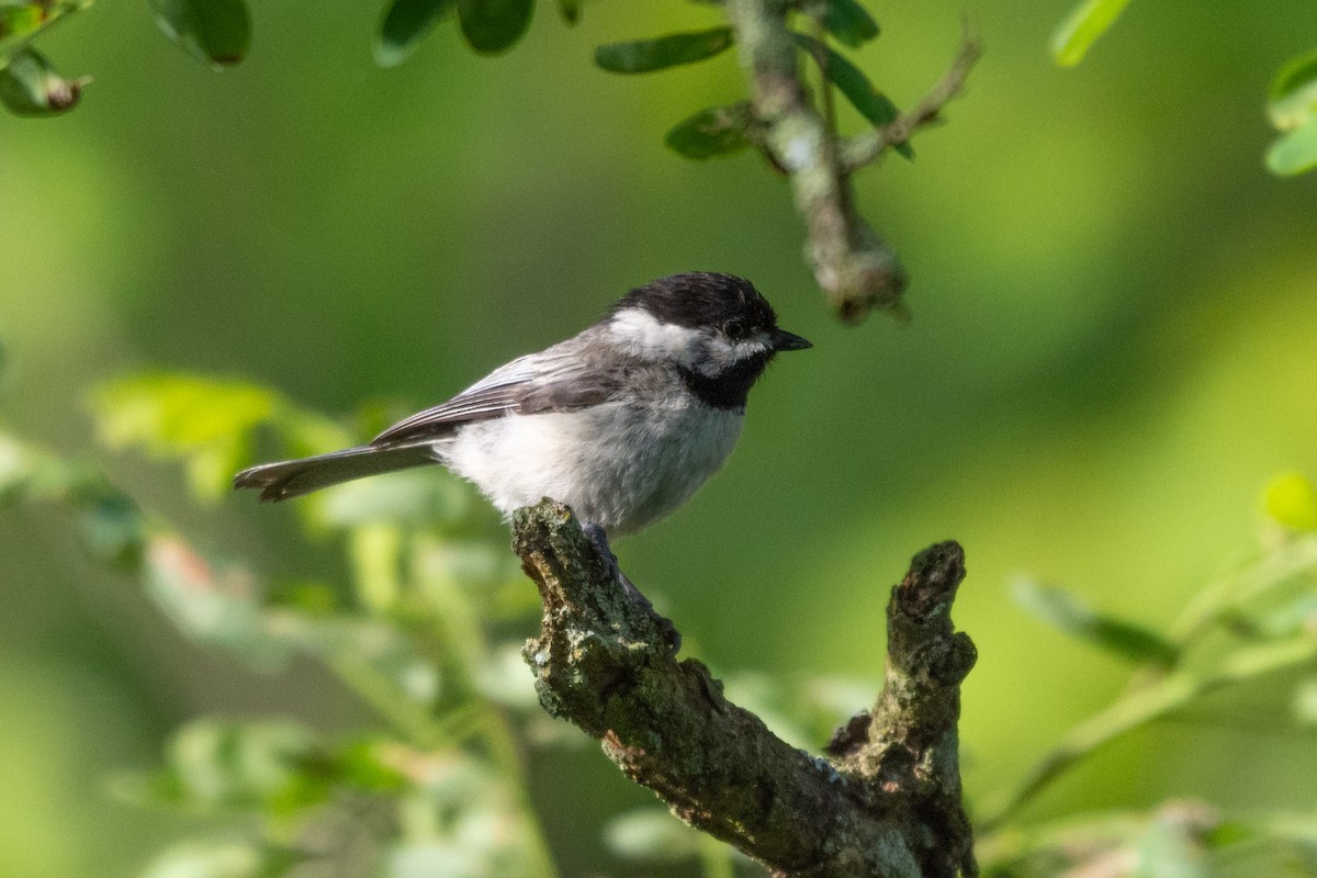 sýkora černohlavá - ML317833601