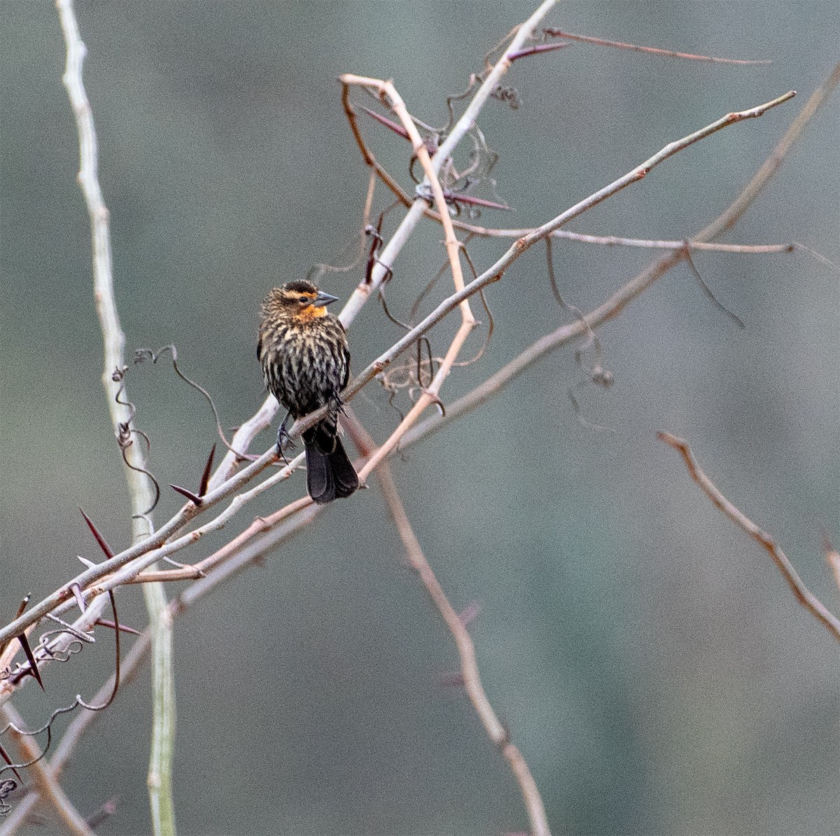 Red-winged Blackbird - ML317834771