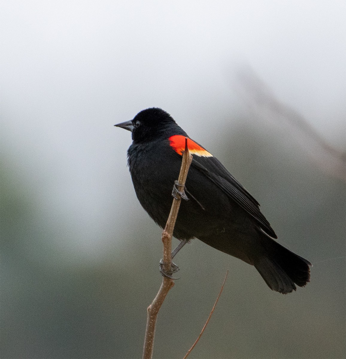 Red-winged Blackbird - ML317834901