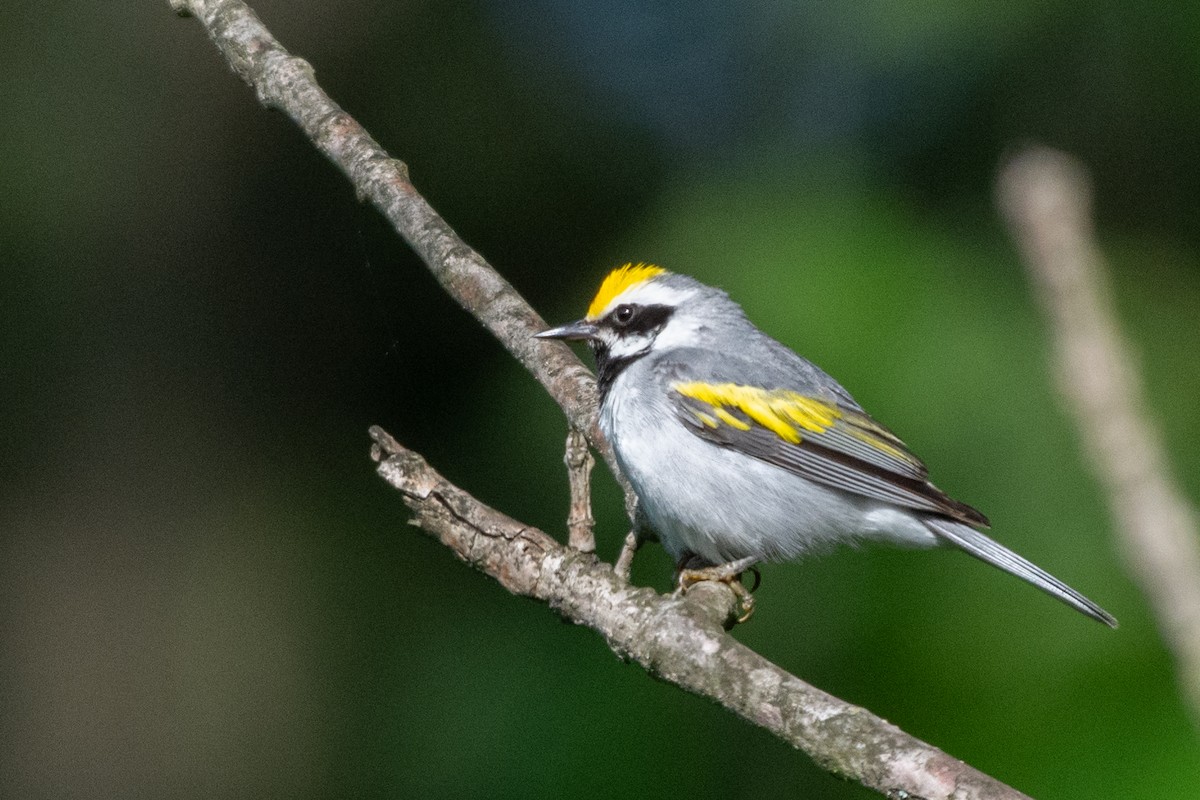 lesňáček zlatokřídlý - ML317835901