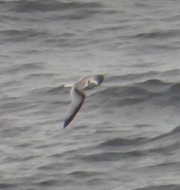 Black-legged Kittiwake - ML317836061