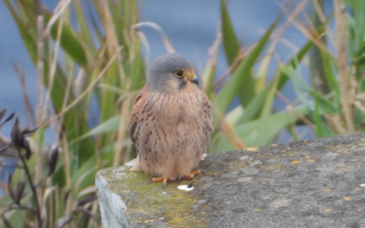 Eurasian Kestrel - ML317836161