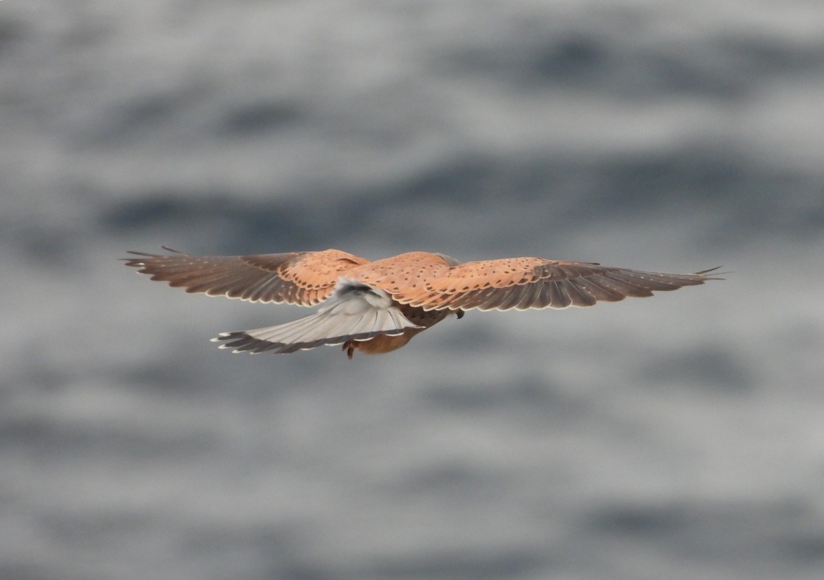 Eurasian Kestrel - ML317836181