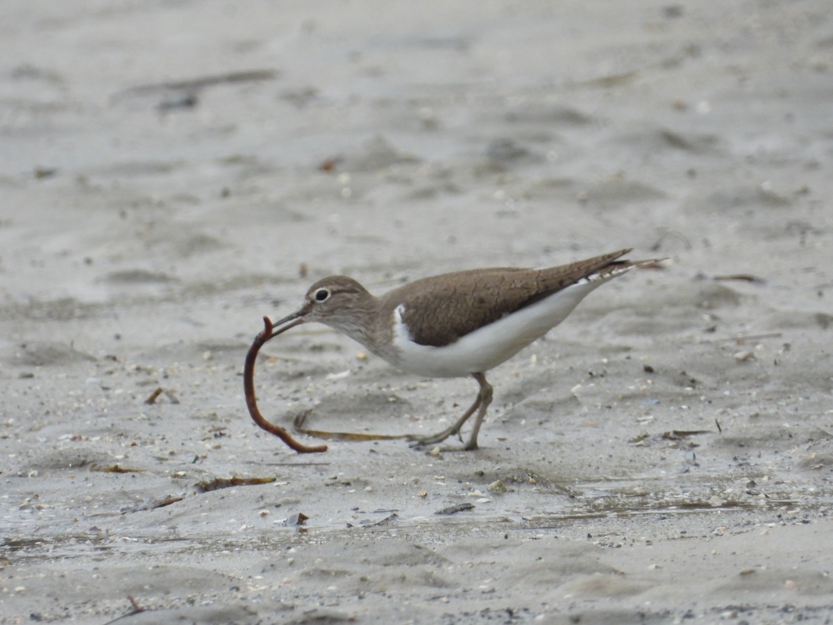 Common Sandpiper - David Schuemaker