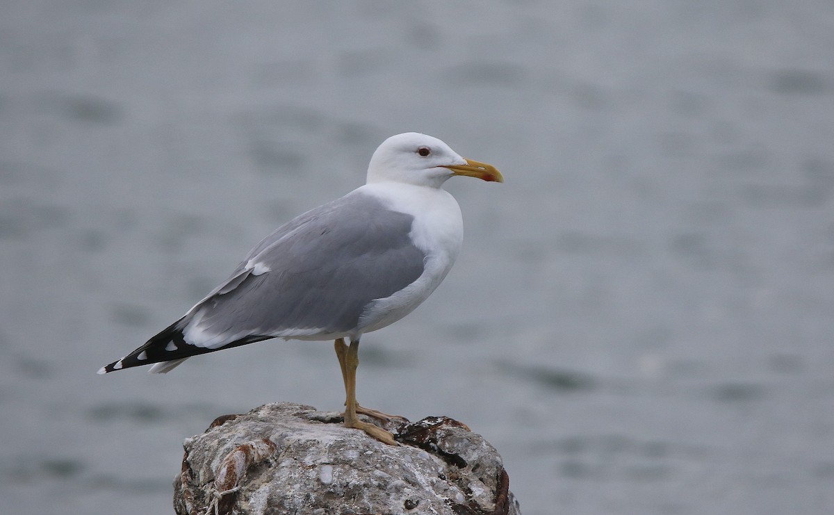 Caspian Gull - ML317838011