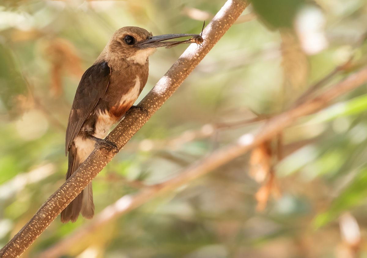 Pale-headed Jacamar - George Armistead | Hillstar Nature