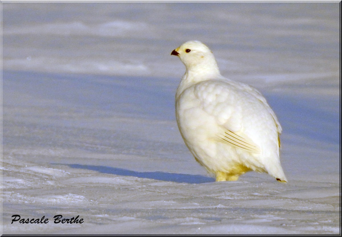 Willow Ptarmigan - ML317840761