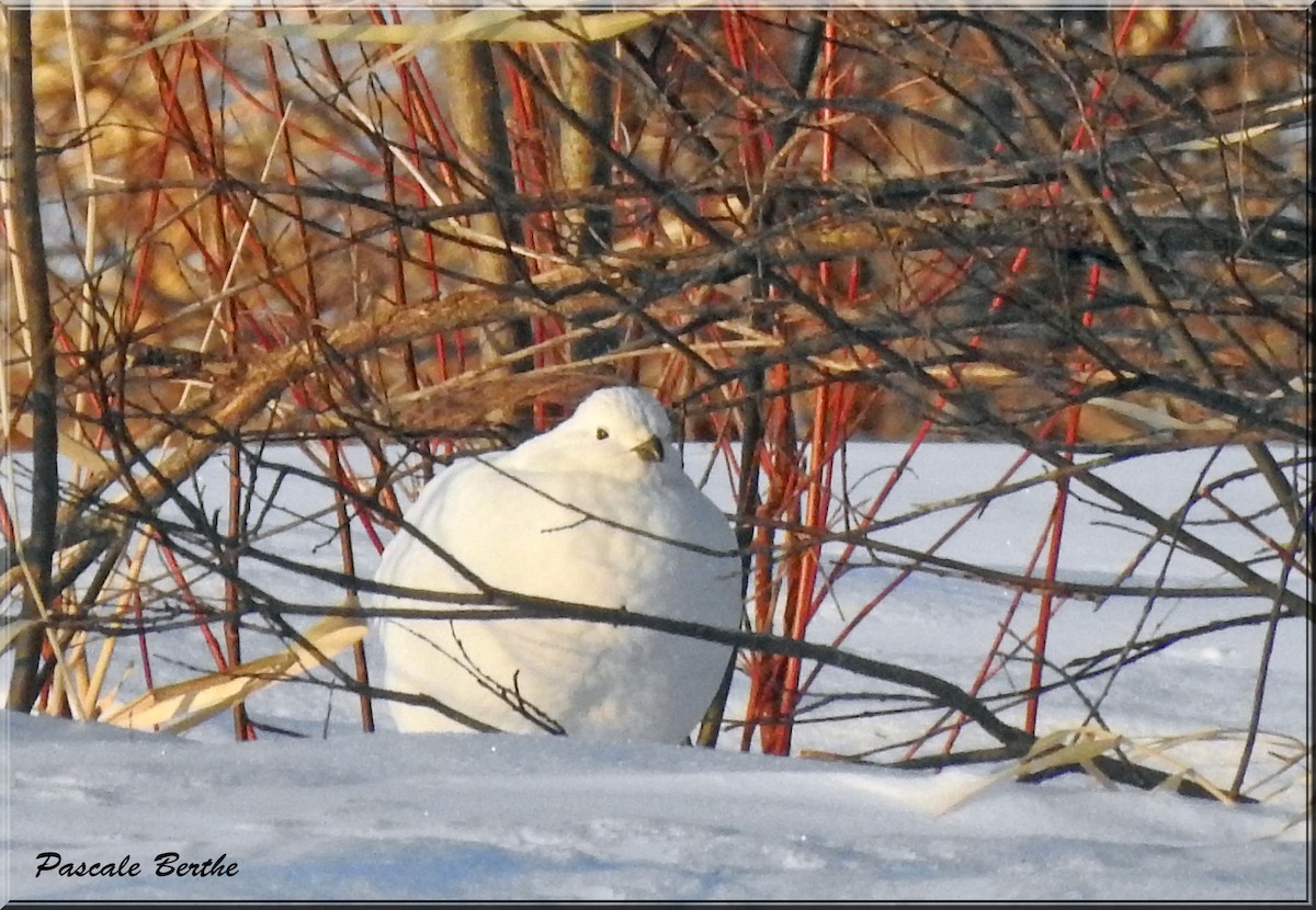 Willow Ptarmigan - ML317840771