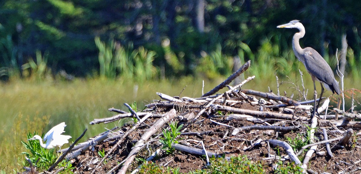 Little Blue Heron - ML31784091