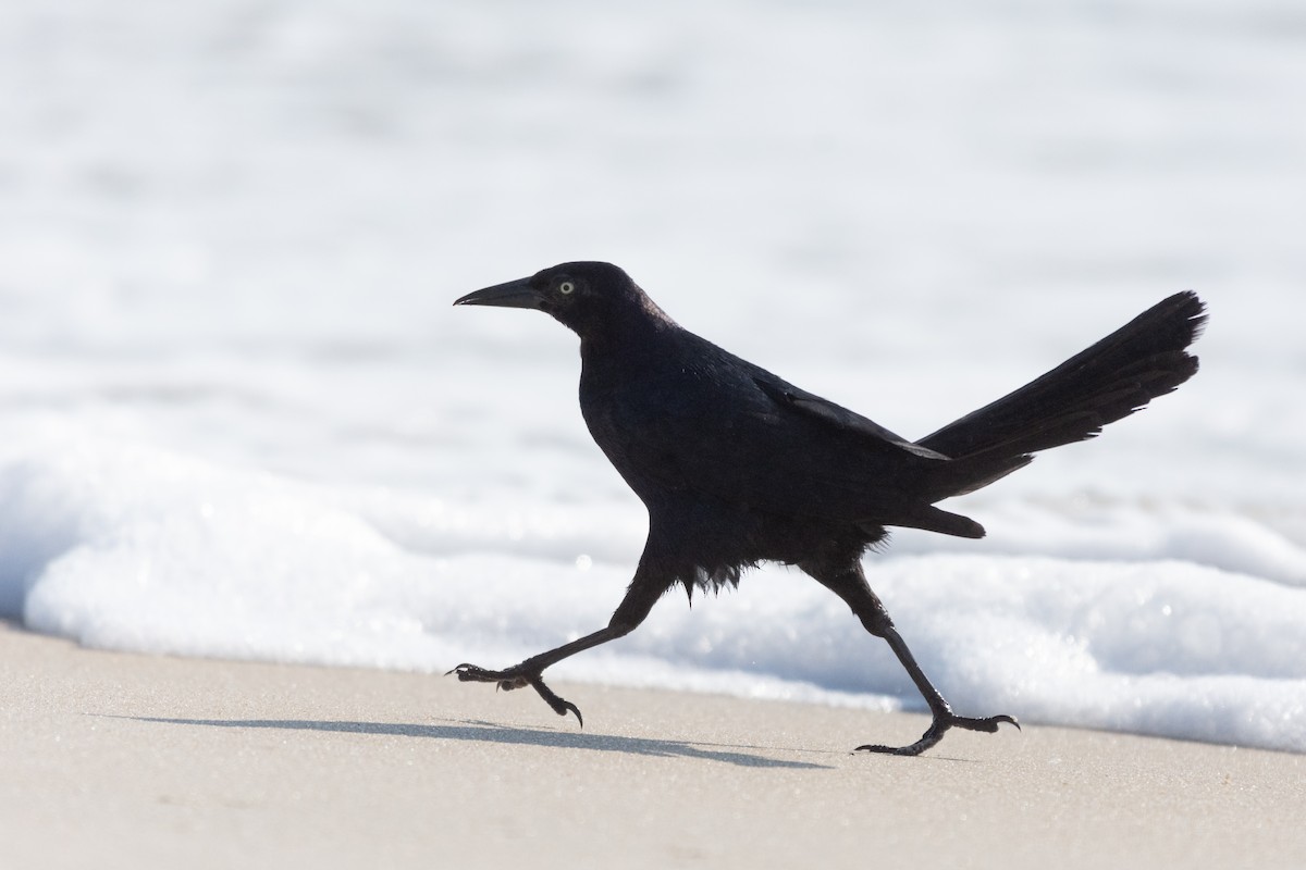 vlhovec člunoocasý - ML317841111