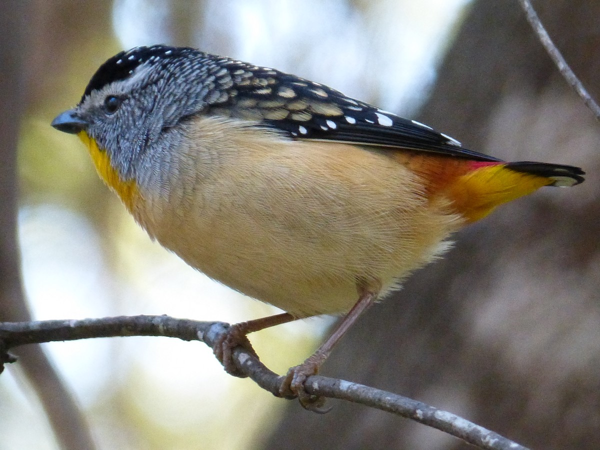 Spotted Pardalote - ML31784221