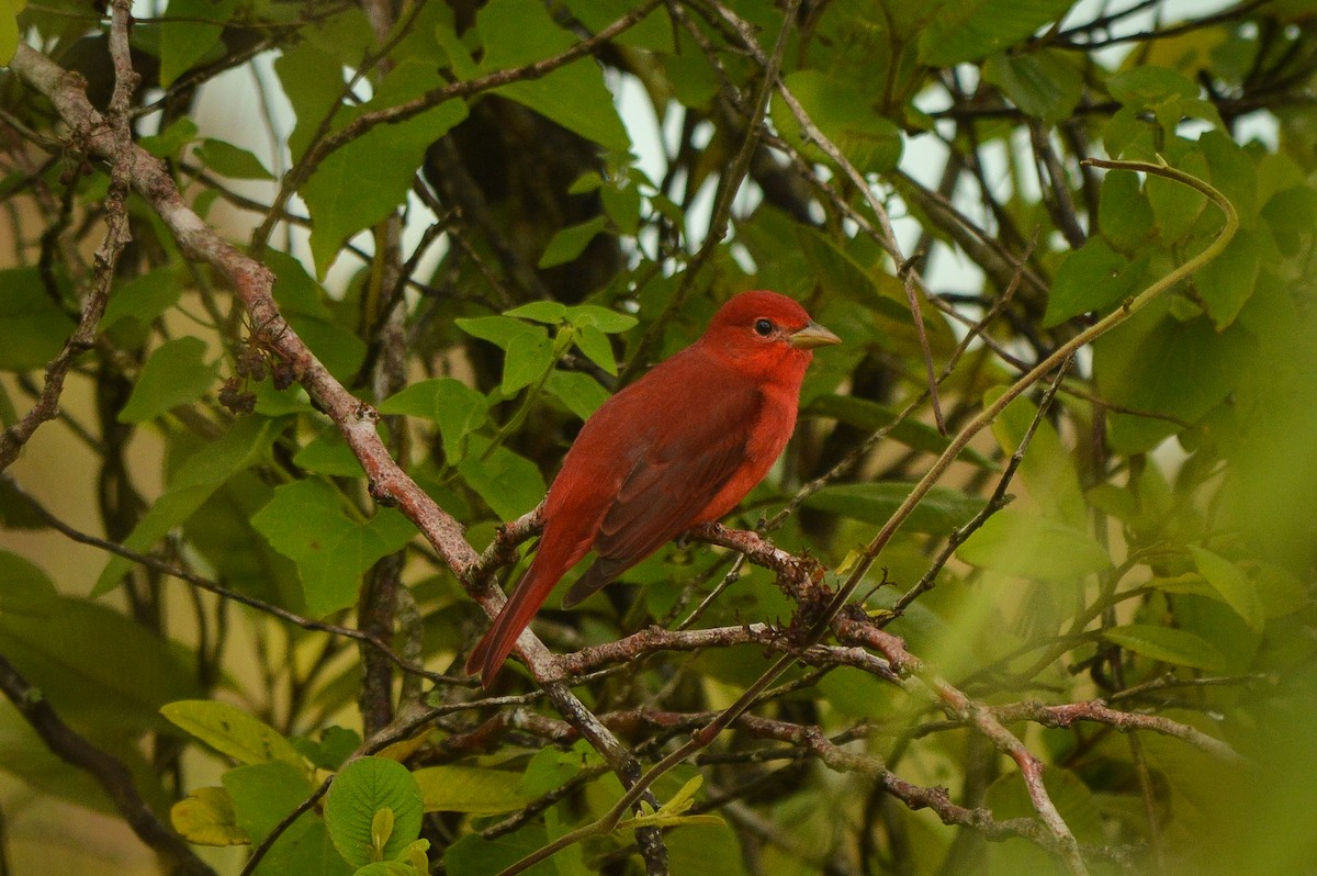 Summer Tanager - Alex Coronel