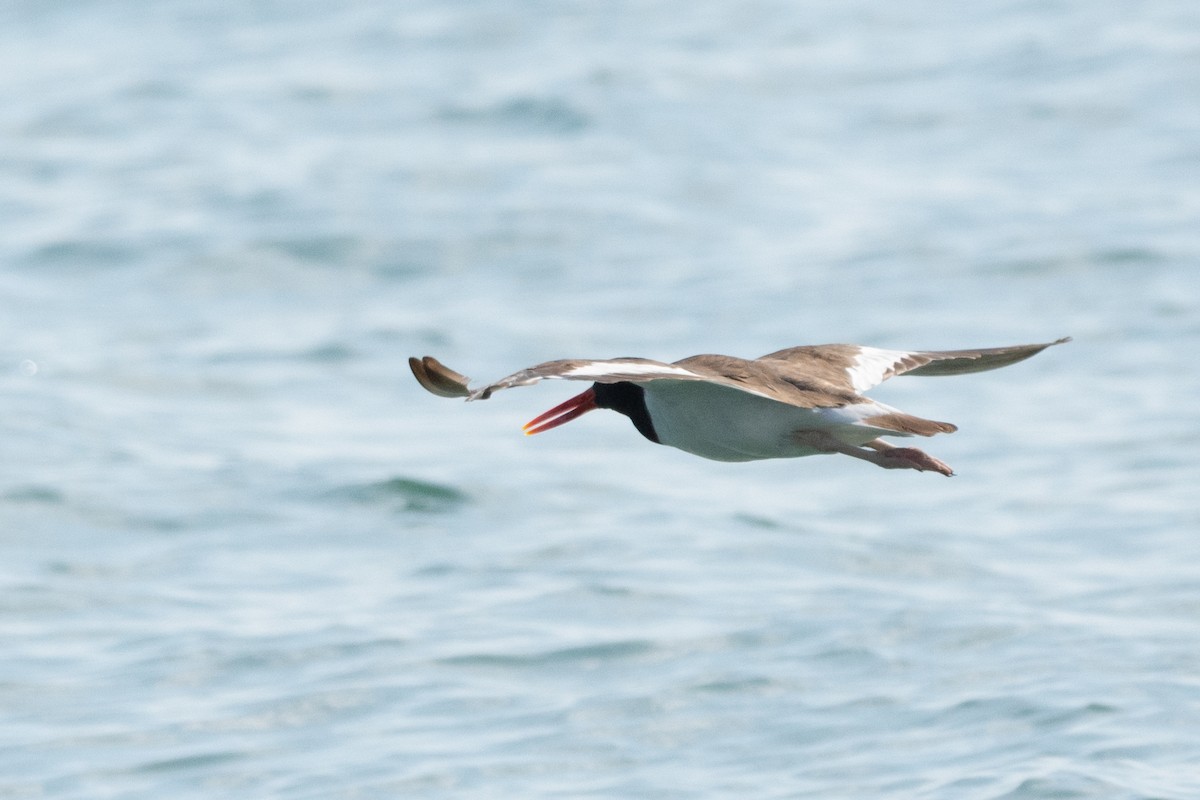 ústřičník americký - ML317843071