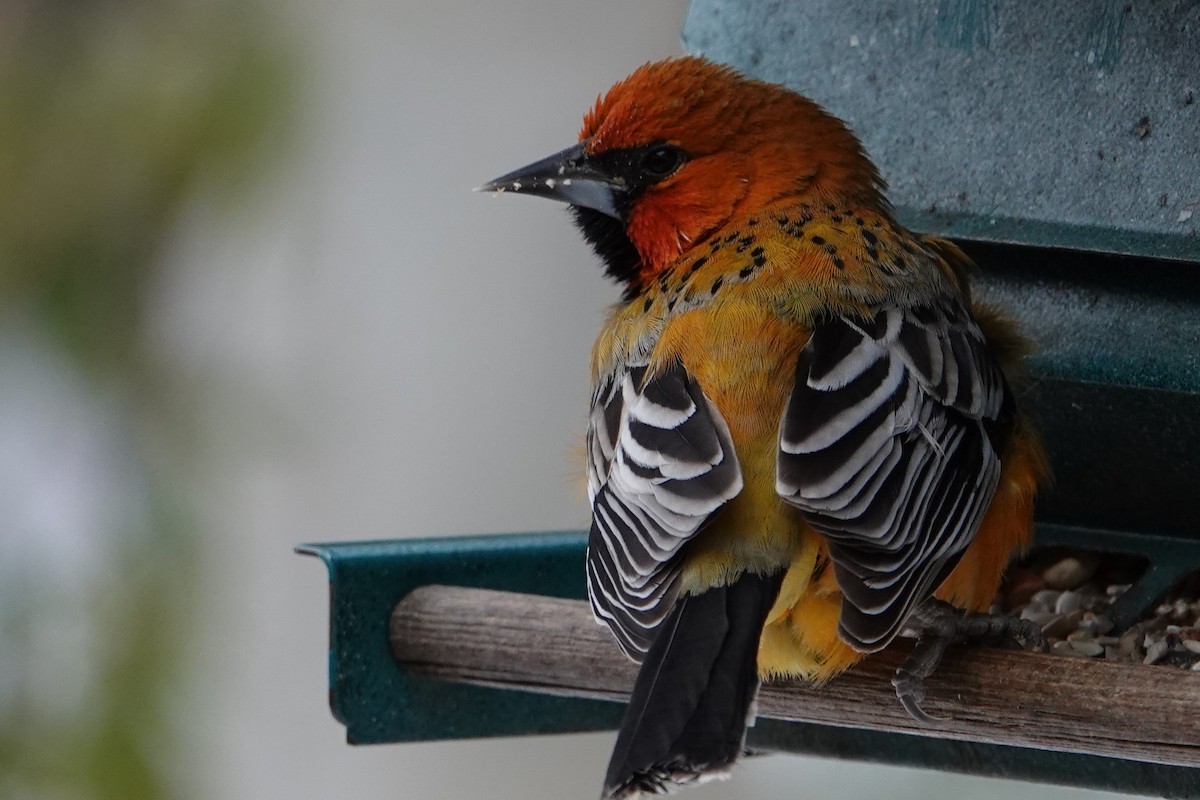 Streak-backed Oriole - ML317843411