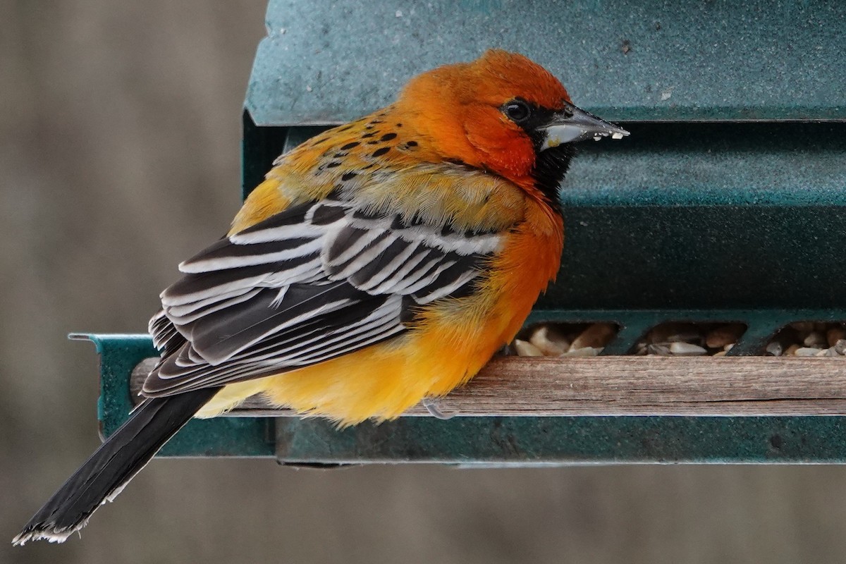 Streak-backed Oriole - ML317843421
