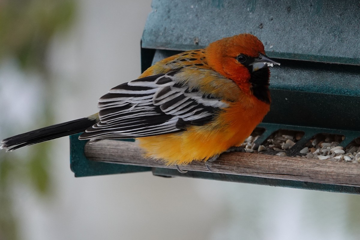 Streak-backed Oriole - ML317843451