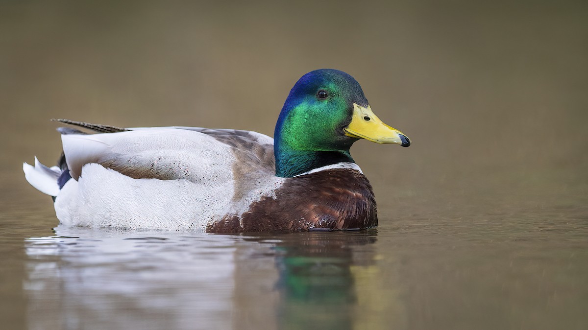 Mallard - Mason Maron