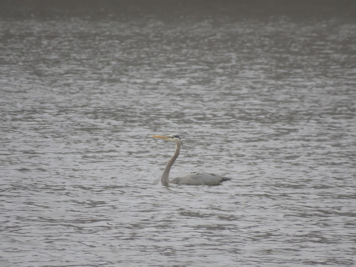 Great Blue Heron - ML317843831