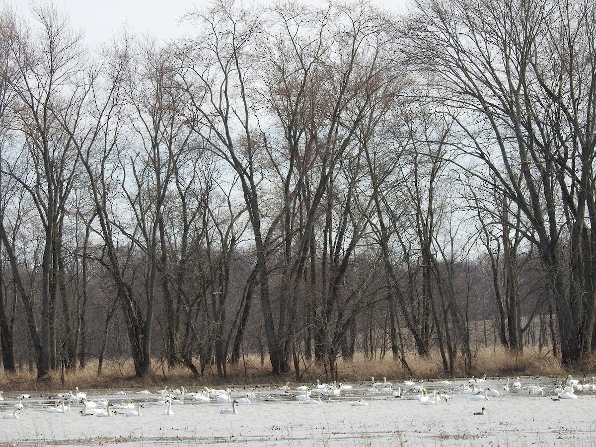 Northern Pintail - ML317844111