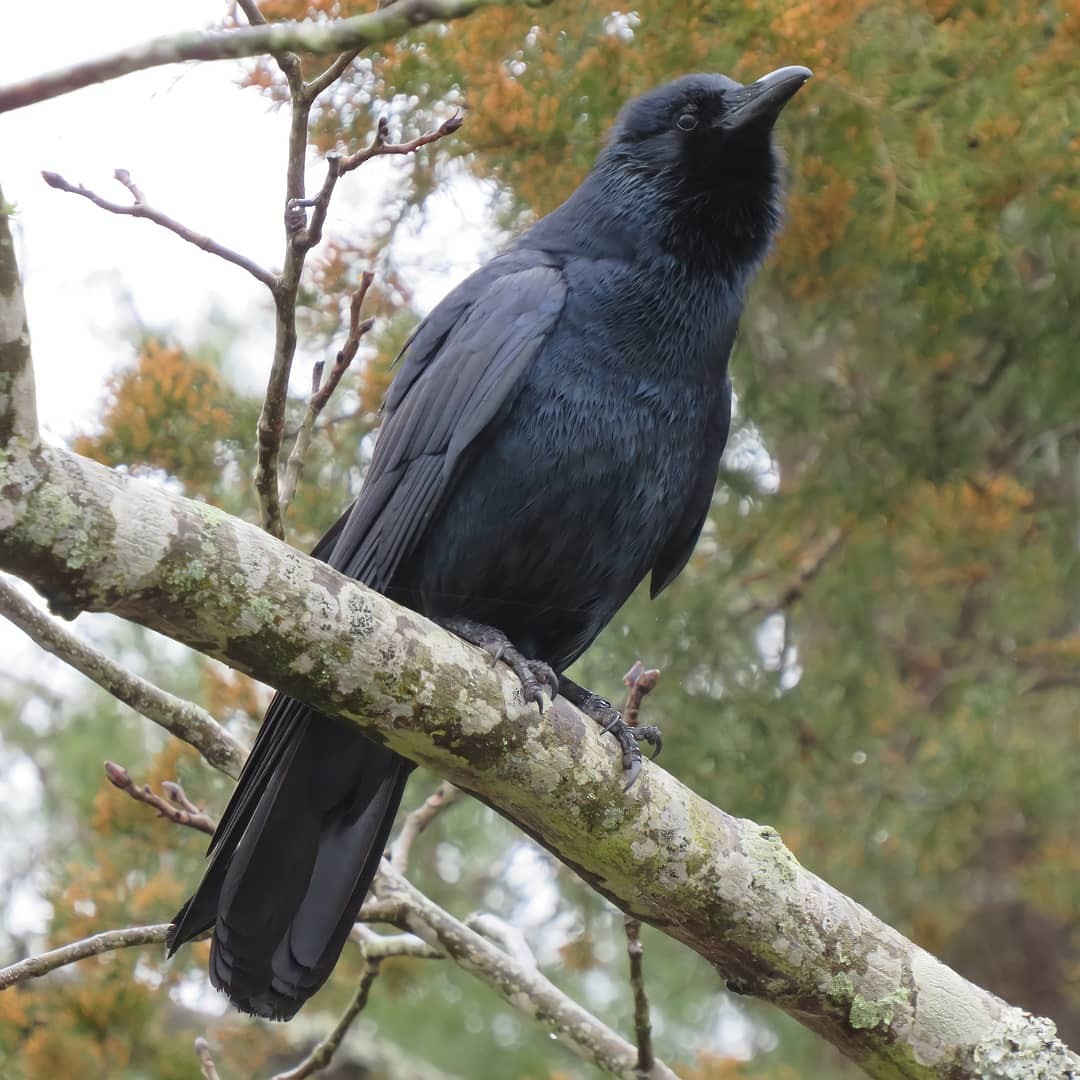 Fish Crow - ML317844251