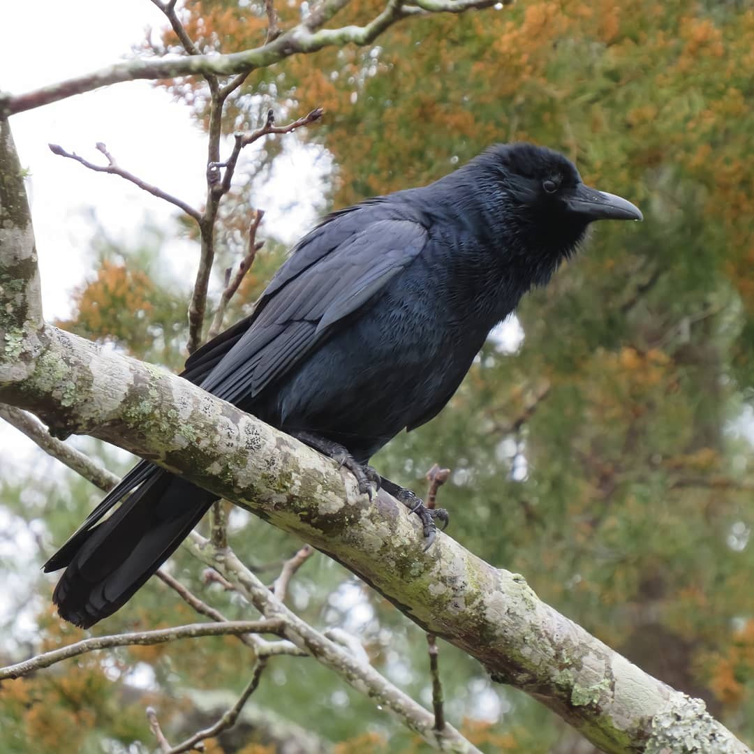 Fish Crow - ML317844261