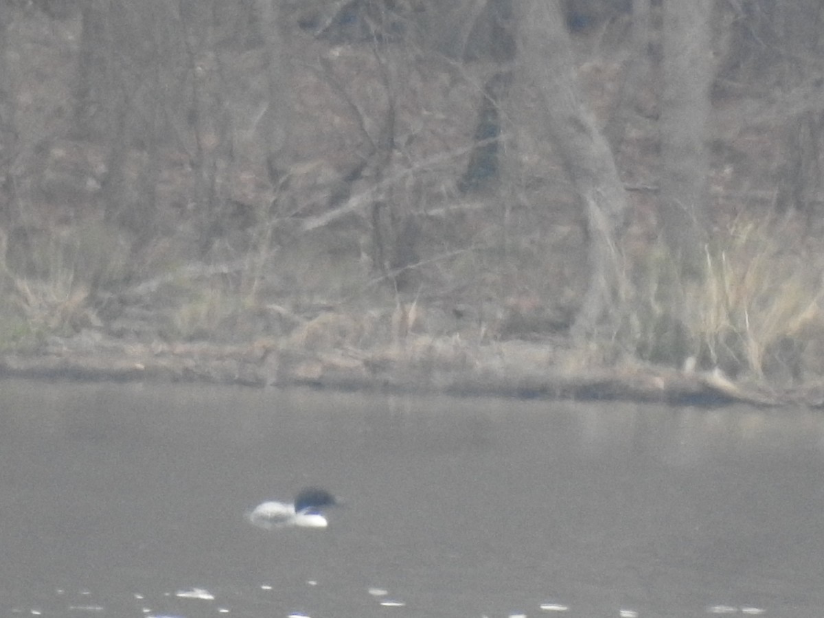 Common Loon - ML317844611