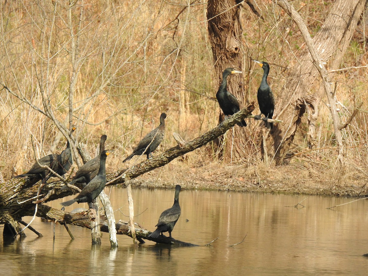 Double-crested Cormorant - ML317844901