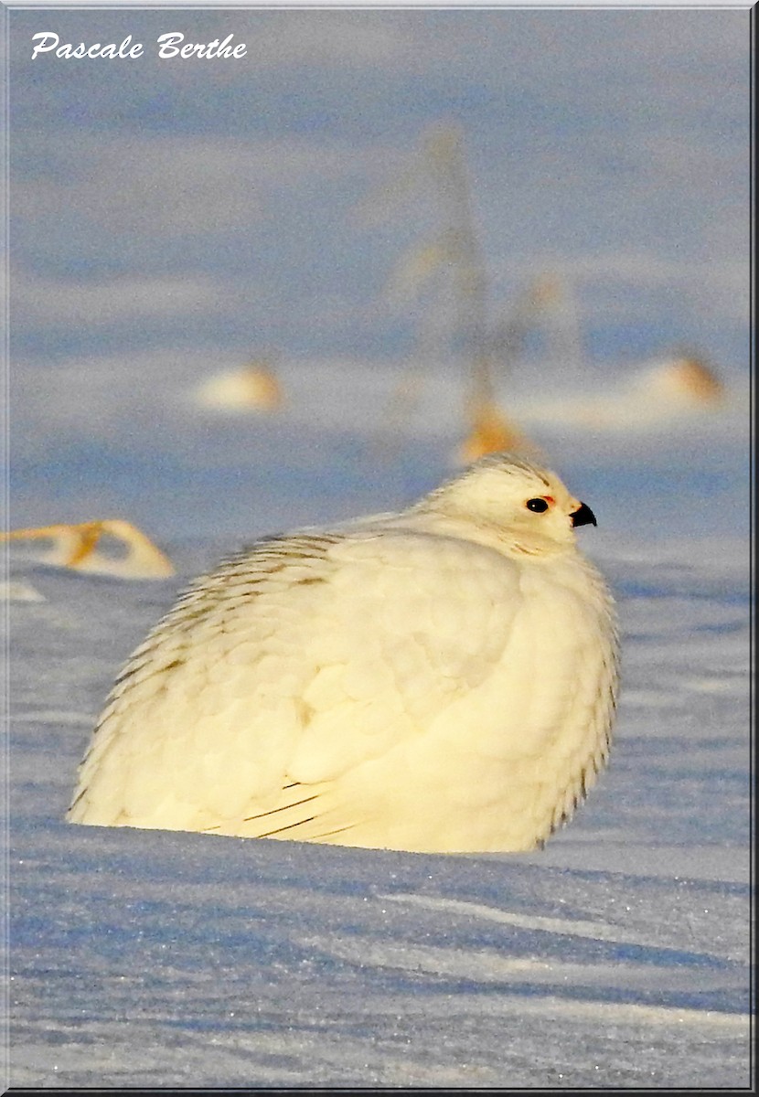 Willow Ptarmigan - ML317845461