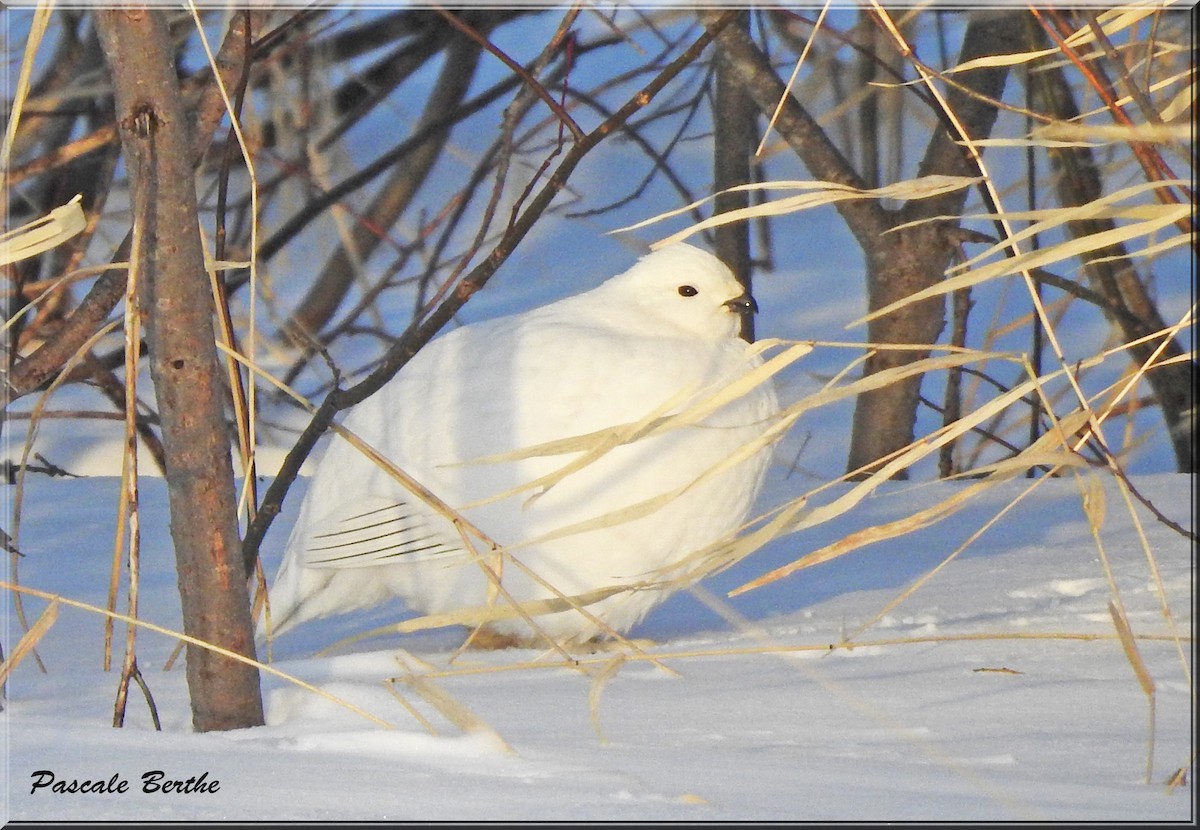 Willow Ptarmigan - ML317845541