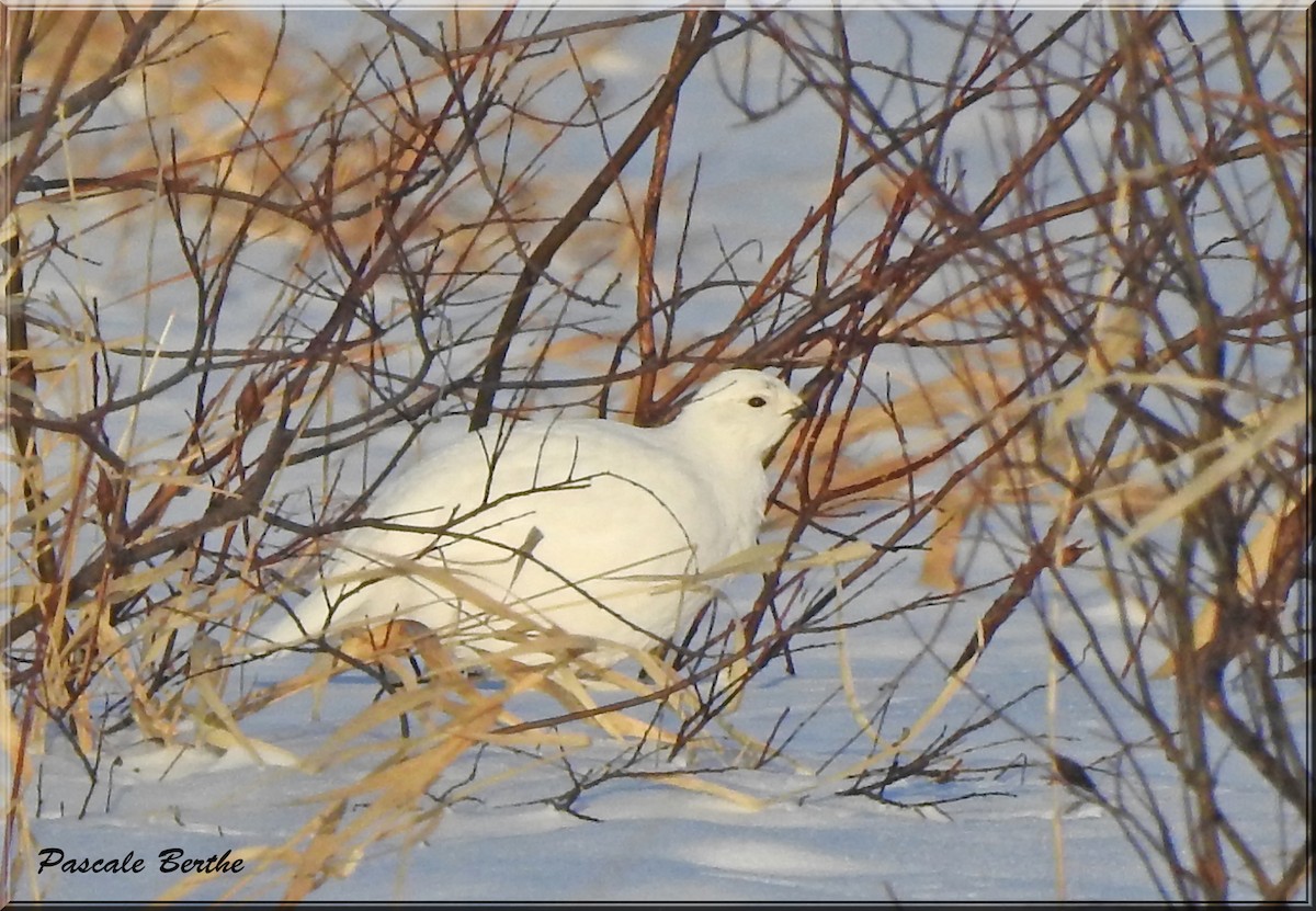 Willow Ptarmigan - ML317845551