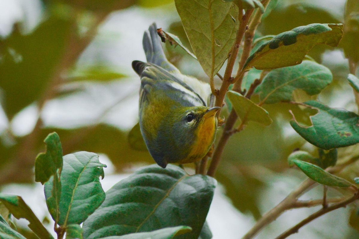 Northern Parula - Alex Coronel