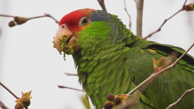 メキシコアカボウシインコ - ML317848101